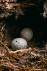 Сверху гнездо с маленькими птичьими яйцами, помещенными на ветках хвойного дерева в лесу — стоковое фото