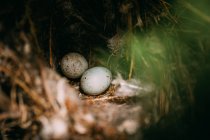 From above of nest with small bird eggs placed on branches of thin conifer tree in forest — Stock Photo