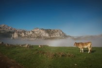 Bovinos em prado verde durante nevoeiro tempo ensolarado — Fotografia de Stock