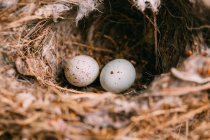 Зверху гніздо з дрібними яйцями птахів розміщують на гілках тонкого хвойного дерева в лісі — стокове фото