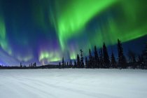 Grüne Nordlichter am Nachthimmel über Nadelbäumen und schneebedecktem Boden im Winter in der Natur — Stockfoto