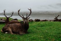 Rebanho de veados descansando na grama perto da costa na Escócia com colinas enevoadas — Fotografia de Stock
