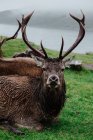 Стадо оленів лежить на траві біля узбережжя Шотландії з туманними пагорбами. — стокове фото