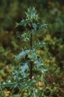 Небольшое растение на тонком стволе с блестящими темно-зелеными листьями в лесу — стоковое фото