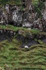 Ovejas comiendo hierba en verdes montañas rocosas en Escocia - foto de stock