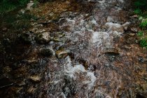Montaje de agua de arroyo pasando por el viejo bosque en otoño - foto de stock
