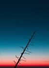 Silhouette de tronc d'arbre aux branches sans feuilles inclinées contre un ciel ensoleillé à la campagne — Photo de stock