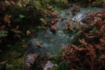 Pista bagnata sterrata che attraversa erba e cespugli di foresta — Foto stock