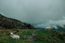 Дикие овцы пасутся между сухим лугом около высоких холмов в Шотландии — стоковое фото