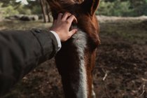 Pessoa que acaricia o cavalo de castanha na floresta — Fotografia de Stock