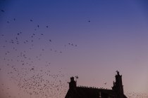 From below of flying flock of birds on evening sky and rooftop of countryside cottage — Stock Photo