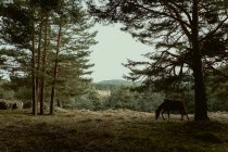 Мирная лошадь ест траву на лугу за лесом — стоковое фото