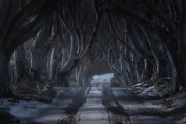 Túnel de faia gigante árvores sem folhas na Irlanda — Fotografia de Stock
