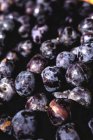 Stand plein de prunes biologiques mûres au marché extérieur des agriculteurs — Photo de stock
