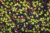 Stand voller reifer Bio-Oliven auf Bauernmarkt — Stockfoto