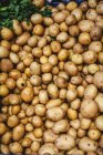 Stand full of ripe organic potatoes at farmers outdoor market — Stock Photo