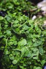 Fique cheio de folhas de hortelã orgânica no mercado ao ar livre dos agricultores — Fotografia de Stock