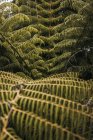 Grandes folhas verdes de samambaias tropicais com vegetação selvagem da selva da península de Coromandel, Nova Zelândia — Fotografia de Stock