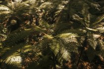 Большие зеленые листья тропических папоротников с дикой зеленью джунглей полуострова Коромандель, Новая Зеландия — стоковое фото