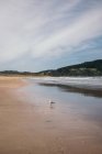 Paisagem da gaivota na praia de areia com montanhas verdes exóticas e céu azul na península de Coromandel, Nova Zelândia — Fotografia de Stock
