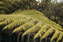 Grandes feuilles vertes de fougères tropicales avec verdure sauvage de la jungle de la péninsule de Coromandel, Nouvelle-Zélande — Photo de stock