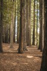 Grandi pini potenti con fogliame verde su ramoscelli a foresta di Legno Rosso della Nuova Zelanda — Foto stock