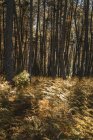 Gros pins puissants avec feuillage vert sur les brindilles à la forêt de bois rouge de Nouvelle-Zélande — Photo de stock