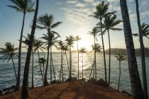Экзотический океан песчаный холм с пальмами — стоковое фото
