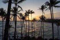 Exotische Meer sandigen Hügel mit Palmen — Stockfoto