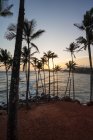 Экзотический океан песчаный холм с пальмами — стоковое фото