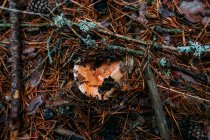 Champiñón fresco con tapa de leche de azafrán que crece en el suelo del bosque en madera de pino - foto de stock