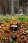 Fresh Saffron Milk Cap mushroom growing on forest floor in pinewood — Stock Photo