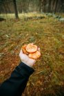 Mann hält Safran-Milchbecher-Pilze im Kiefernwald in der Hand — Stockfoto