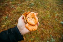 Man holding in hand saffron milk cup mushrooms in pine forest — Stock Photo