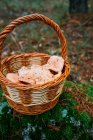 Cesta de mimbre llena de champiñones azafrán taza de leche en el bosque de pinos - foto de stock