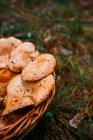 Panier en osier plein de champignons safran tasse de lait dans la forêt de pins, gros plan — Photo de stock