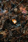 Дикий гриб, що росте в гірському сосновому лісі — стокове фото