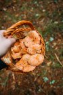 Рука людини тримає кошик, повний шафранових молочних кубкових грибів у сосновому лісі — стокове фото
