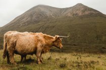 Side view of brown long-haired Highland cattle grazing in meadow against green mountains in overcast weather in Scotland — Stock Photo