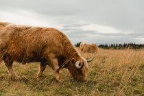 Вигляд на гірську червонувату корову, що пасеться з стадом на пасовищах з коричневою та зеленою травою в похмурий день в Шотландії. — стокове фото