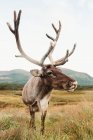 Majestic red deer stag standing on brown field with mountains on cloudy daytime in Scotland — Stock Photo