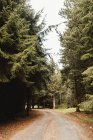 Paisaje de abeto carretera forestal en Escocia - foto de stock
