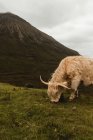 Вид сбоку на бежевую нагорную корову, пасущуюся на горных вершинах Шотландии — стоковое фото