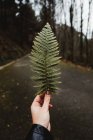 Green fern frond against empty road and gloomy woodland — Stock Photo