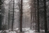Foresta invernale con alberi innevati — Foto stock
