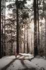 Persona caminando por un camino nevado en el bosque - foto de stock