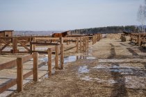 Коричневая лошадь в кустах за деревянным забором — стоковое фото