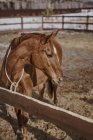 Коричневая лошадь в кустах за деревянным забором — стоковое фото