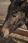 Cavallo marrone in snaffle dietro la recinzione di legno — Foto stock
