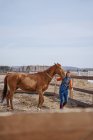 Arbeiter pflegt braunes Pferd auf offenem Hof — Stockfoto